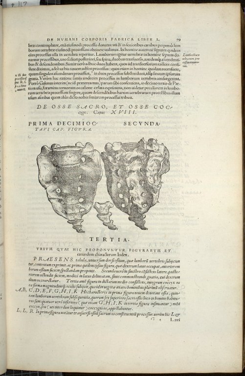 De Osse Sacro et Osse Coccyge. Caput XVIII. Fig.I-III